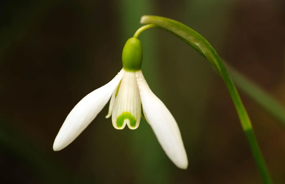 snowdrop, flower background, spring, nature, flower wallpaper, beautiful flowers, flower, sector, macro