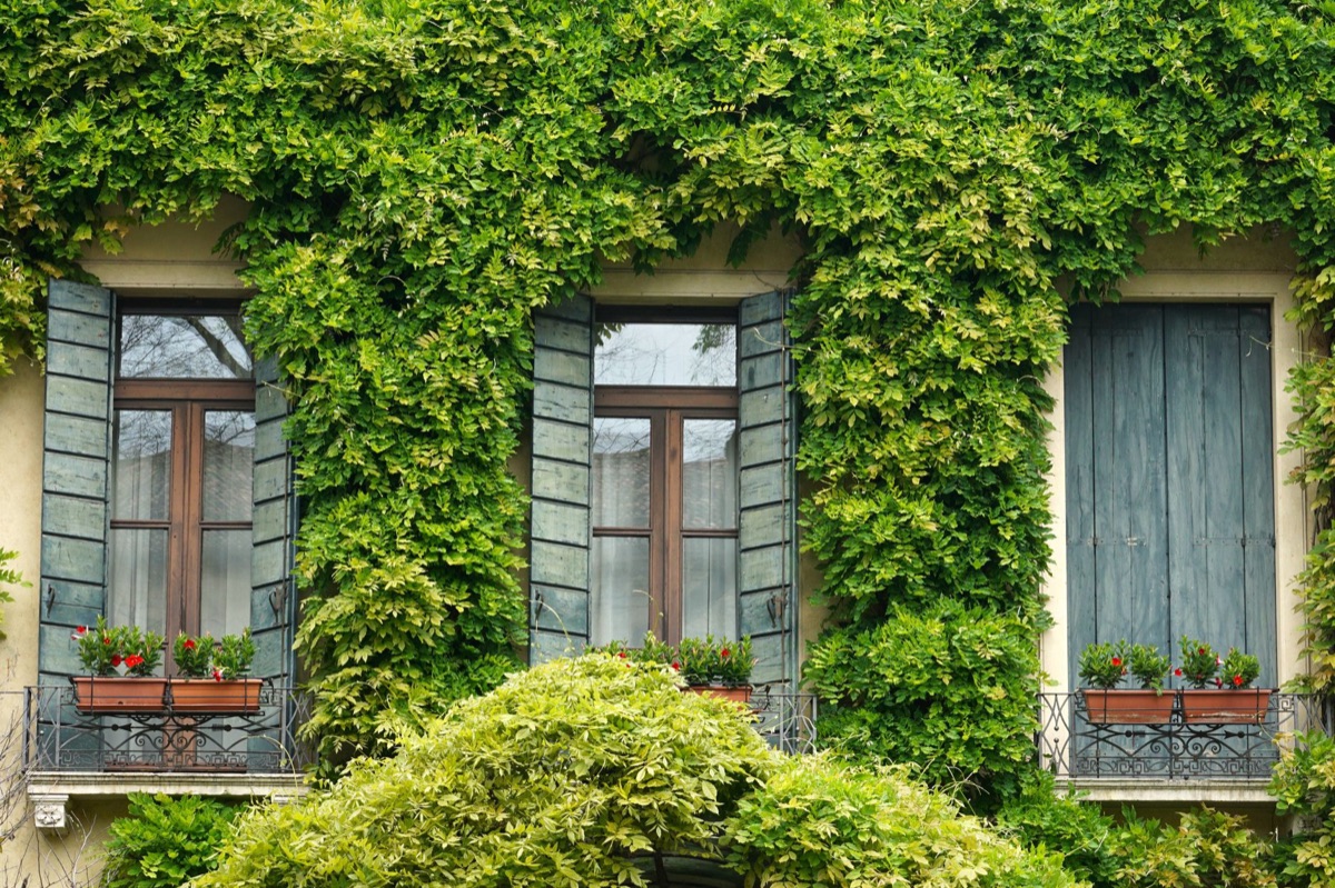 französisches fenster mit blättern