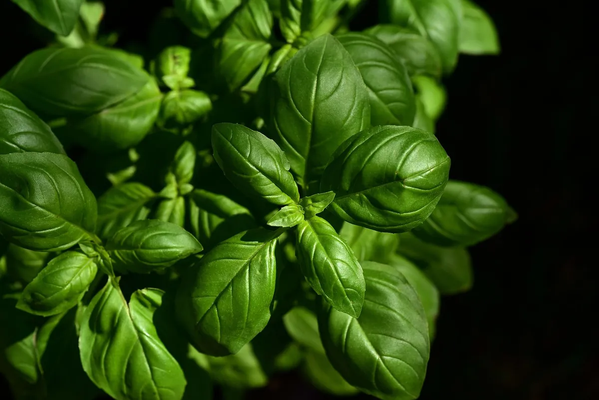 basil, herb, ingredient, leaves, aromatic, taste, culinary herbs, nature, seasoning, kitchen, italy, italian cooking, garden, fresh, growth