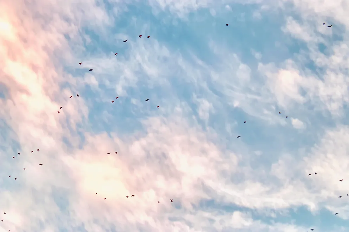 clouds, nature, darling, migration, birds migrating, immigration